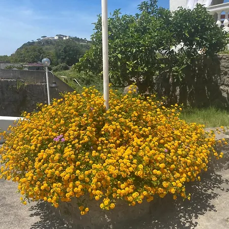Lägenhet Martina Lacco Ameno (Isola d'Ischia)